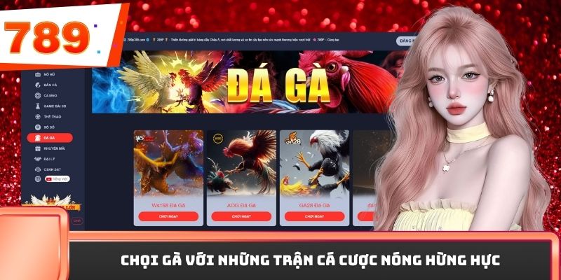 Chọi gà với những trận cá cược nóng hừng hực 